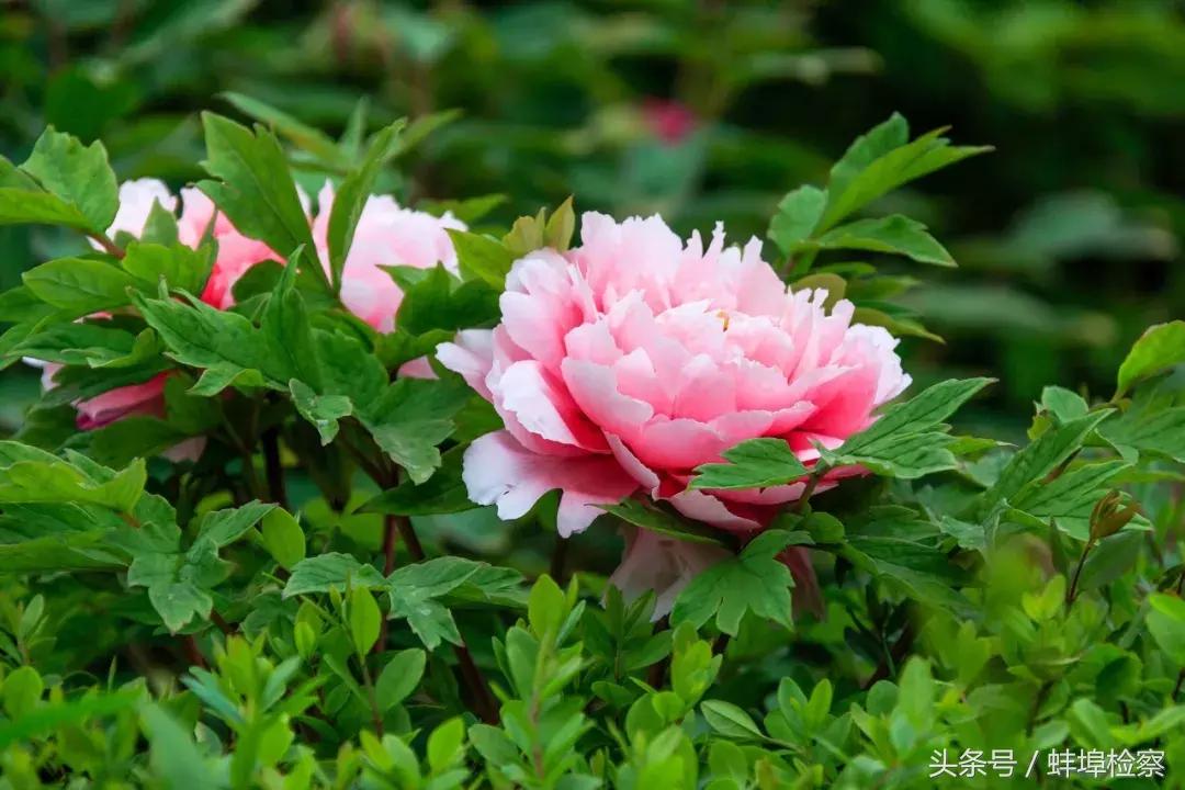 辨辫辩瓣顺口溜,读汉字口诀顺口溜