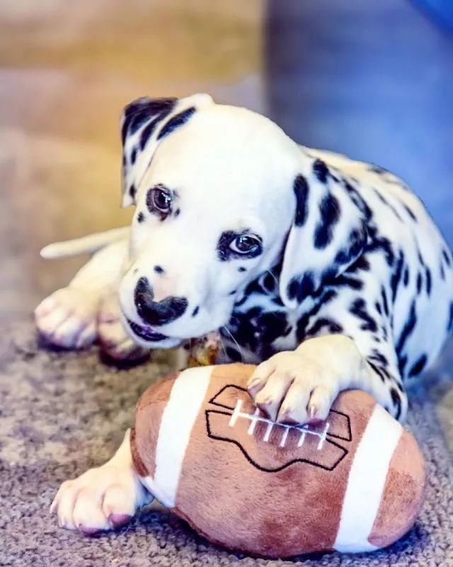 这只小斑点超可爱！呼吸都是爱你的形状