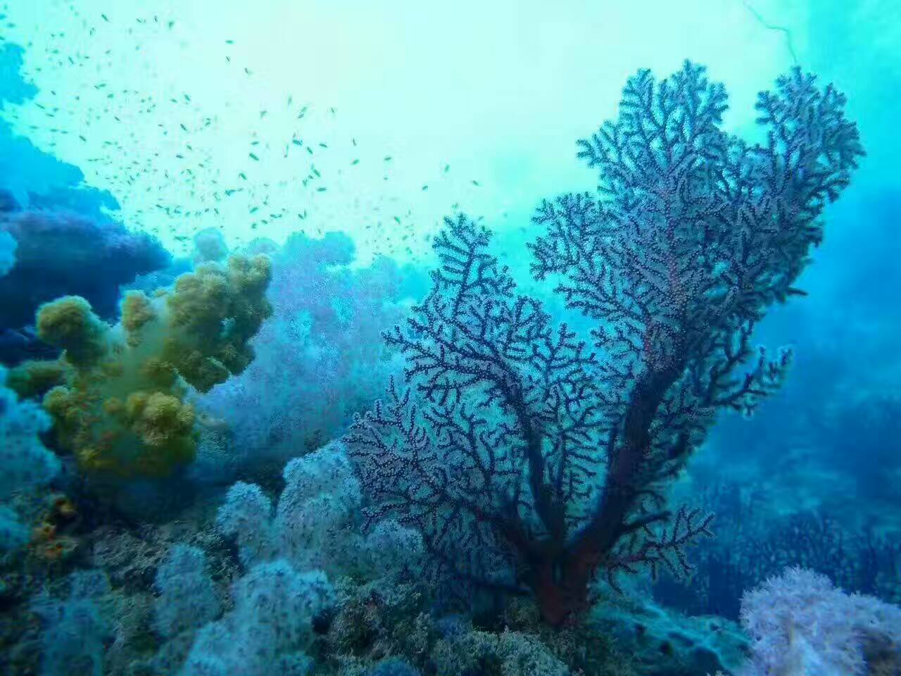 去帕劳玩是什么感觉,帕劳可以潜水吗