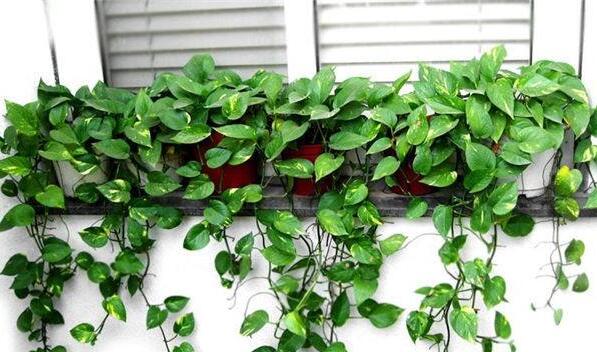 高杆绿萝黄叶什么原因,绿萝黄叶的原因和解决方法