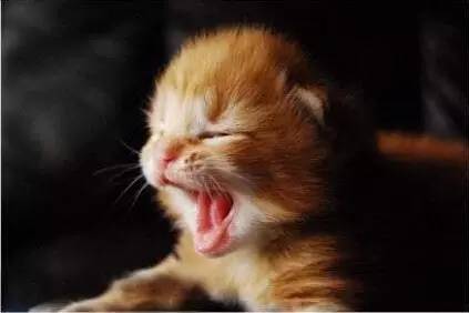 奶猫照顾攻略,奶猫成长法则