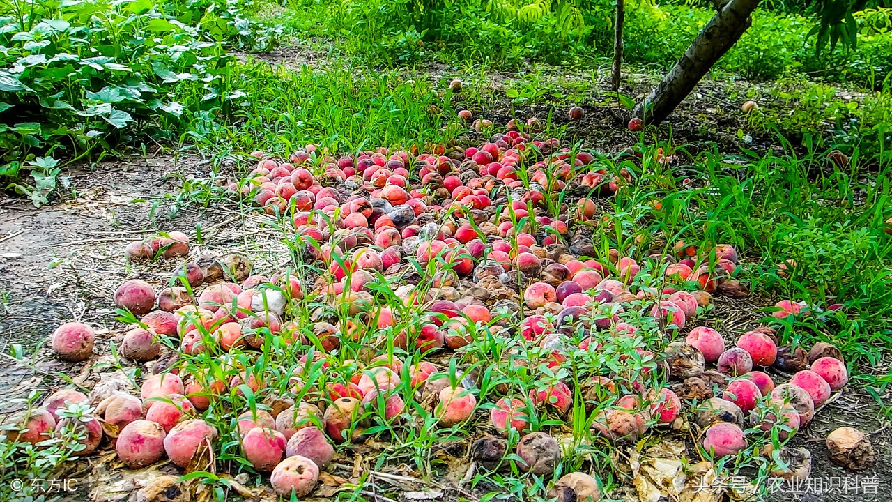桃树耐涝,桃树耐旱还是喜涝