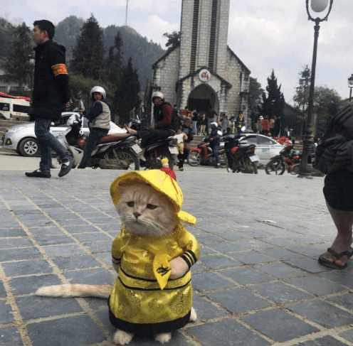 分享越南非常红网红猫Cho,它就是这么与众不同的猫星人？