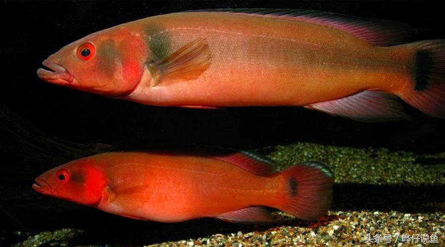 慈鲷鱼哪几种最好养,慈鲷十大最漂亮的鱼