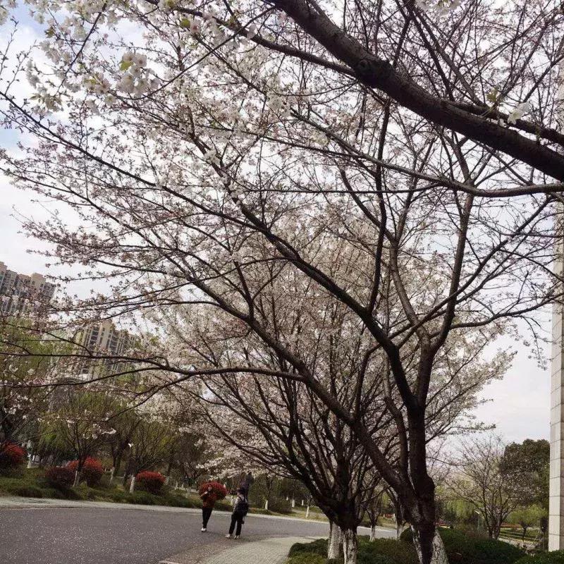 我与你的第X年，今天这所高校107岁了！