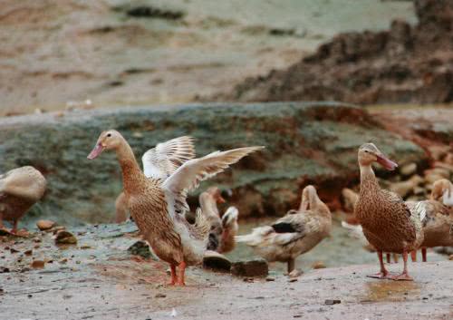 广西国家地理标志产品大全,广西地理标志农产品有哪些