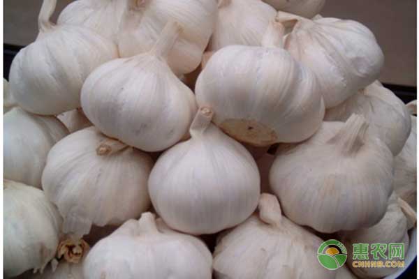 杞县大蒜多少钱一斤？2018年5月8日各地大蒜价格行情