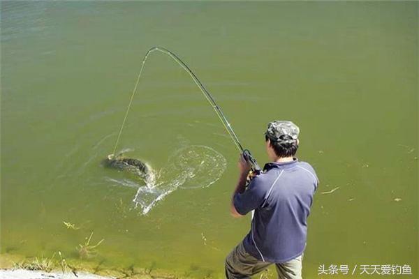 在夏季野钓大草鱼时的钓法招式,夏季水库钓青鱼草鱼用什么饵料