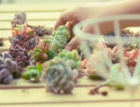 多肉虽可爱海淘需谨慎,海淘有风险切勿贪图便宜