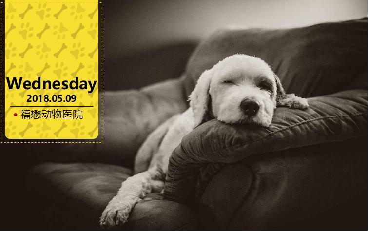 牛膈疝的症状和危害,动物轻微脐疝处理