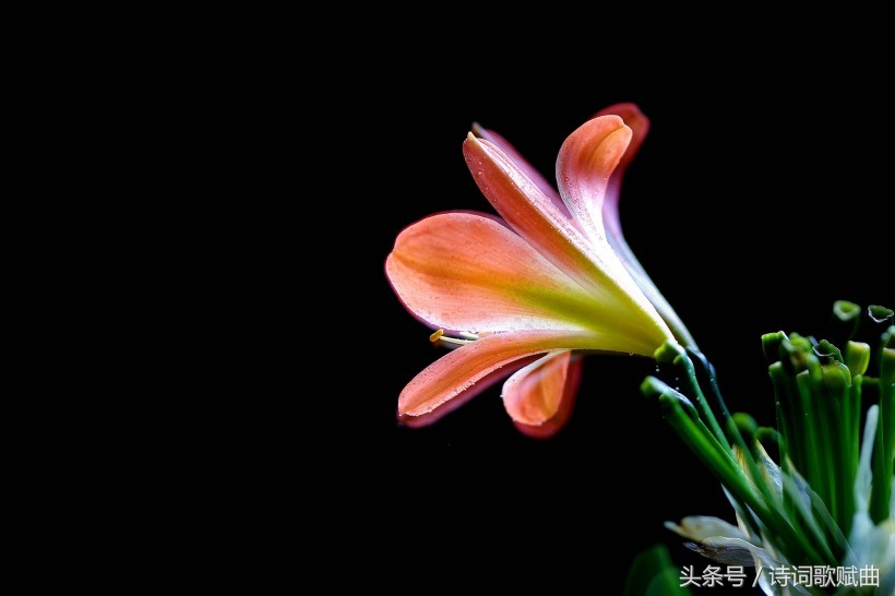 谁说毛*东泽**没写过抗日有关诗词，这几首难道不是？