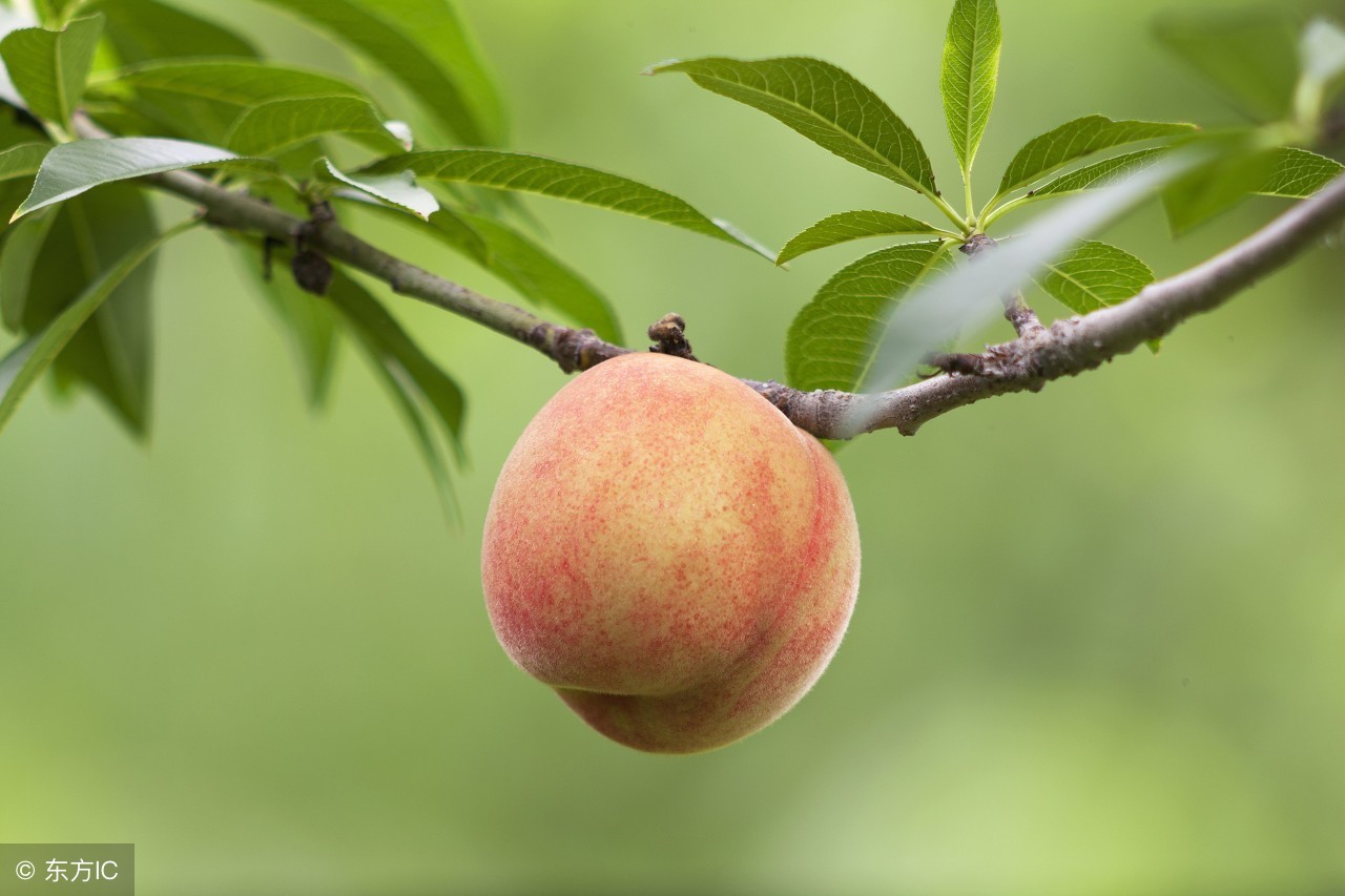 这四种农村野味，第二种被称为树上燕窝，女性吃了它美容养颜！