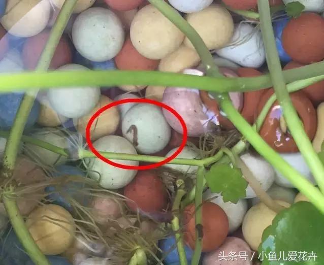 家里常见7种虫子如何消灭,水培植物多久换一次水