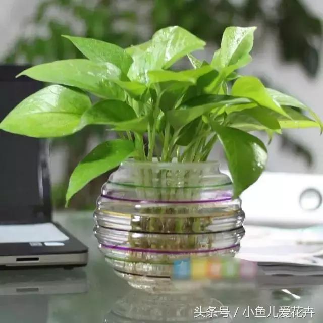 家里常见7种虫子如何消灭,水培植物多久换一次水