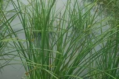 田间杂草认不清来看高清图谱,地里杂草看不见实拍