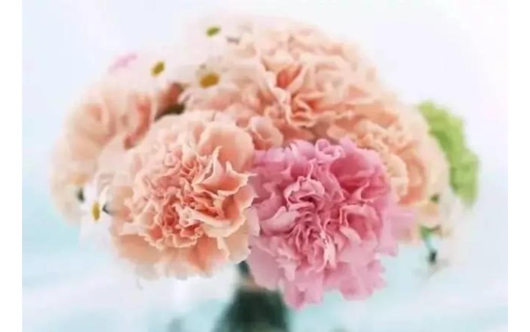 除了康乃馨母亲节还能送什么礼物,母亲节送康乃馨每个颜色代表什么