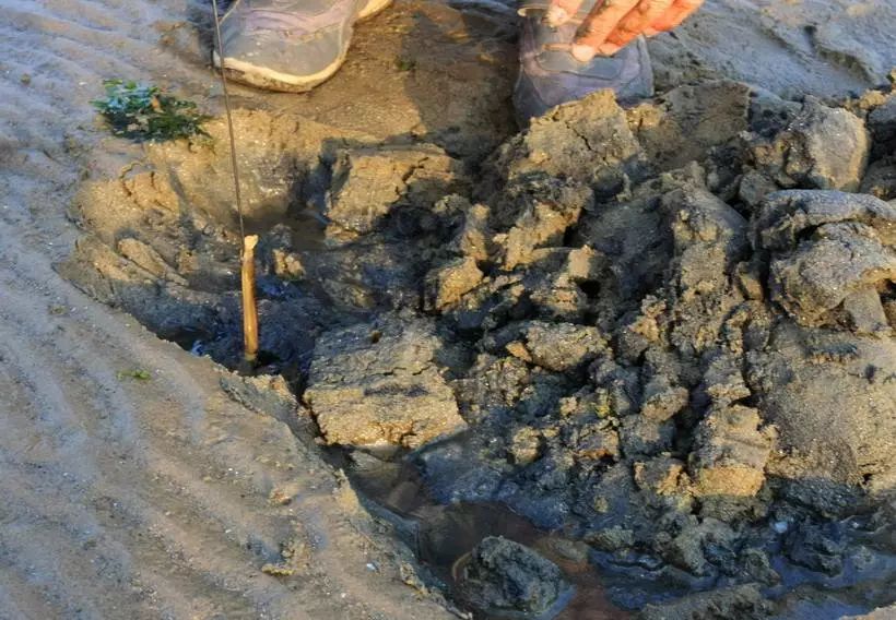 捡海鲜赶海,青岛哪里适合赶海捡海鲜