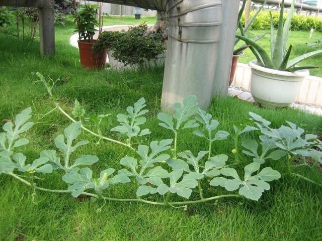 特有效的小偏方收藏吧,收藏100个小偏方