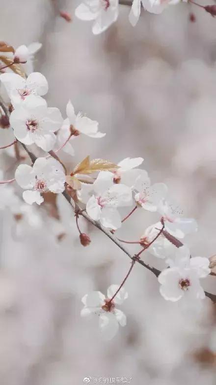 那么多关于温江的回忆,这让我怎么注销QQ