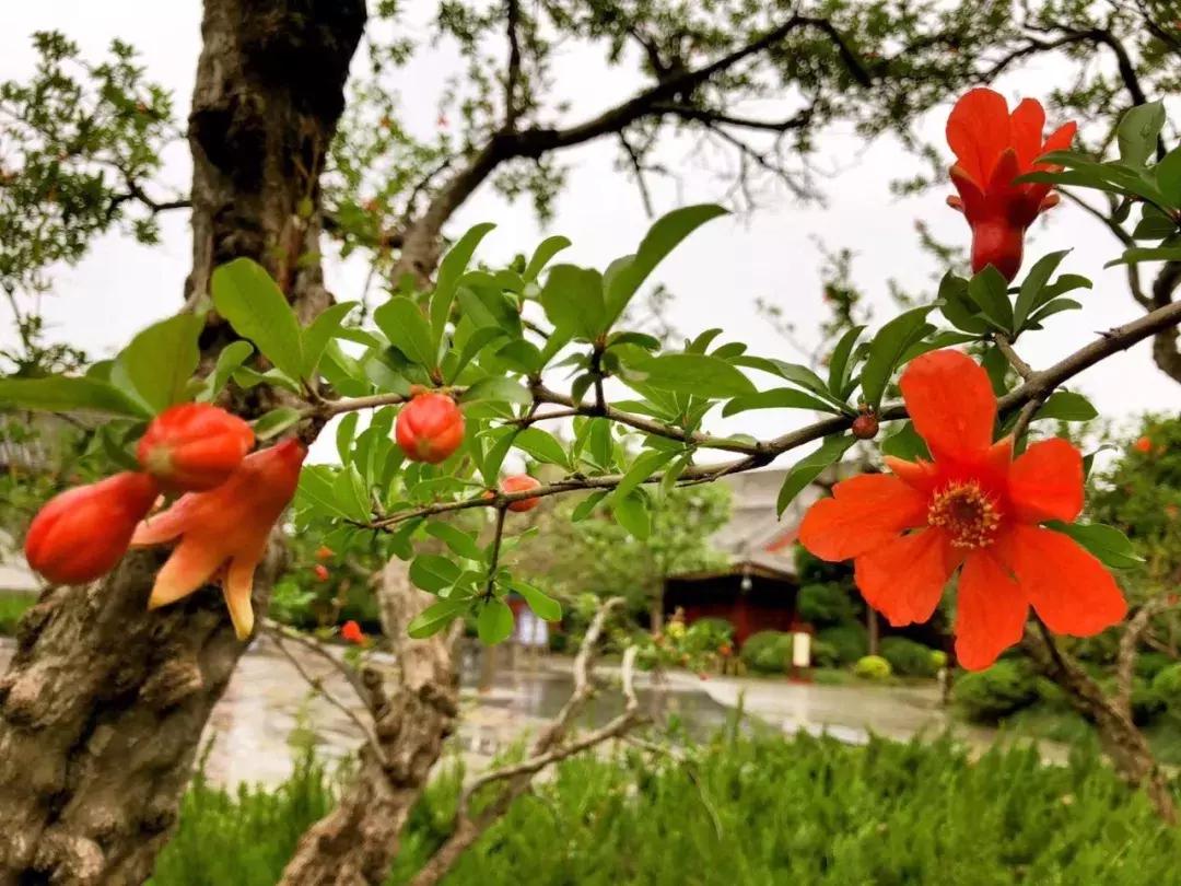 五月石榴花开正当时,五月景色石榴花开图片