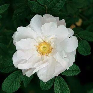 玫瑰月季和月季有区别吗,玫瑰月季如何区别品种图解