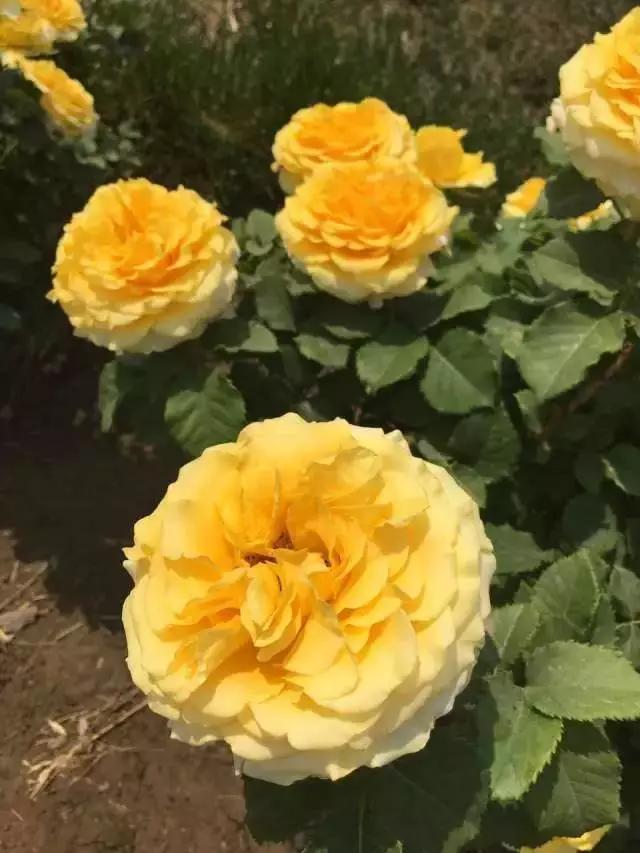 玫瑰月季和月季有区别吗,玫瑰月季如何区别品种图解