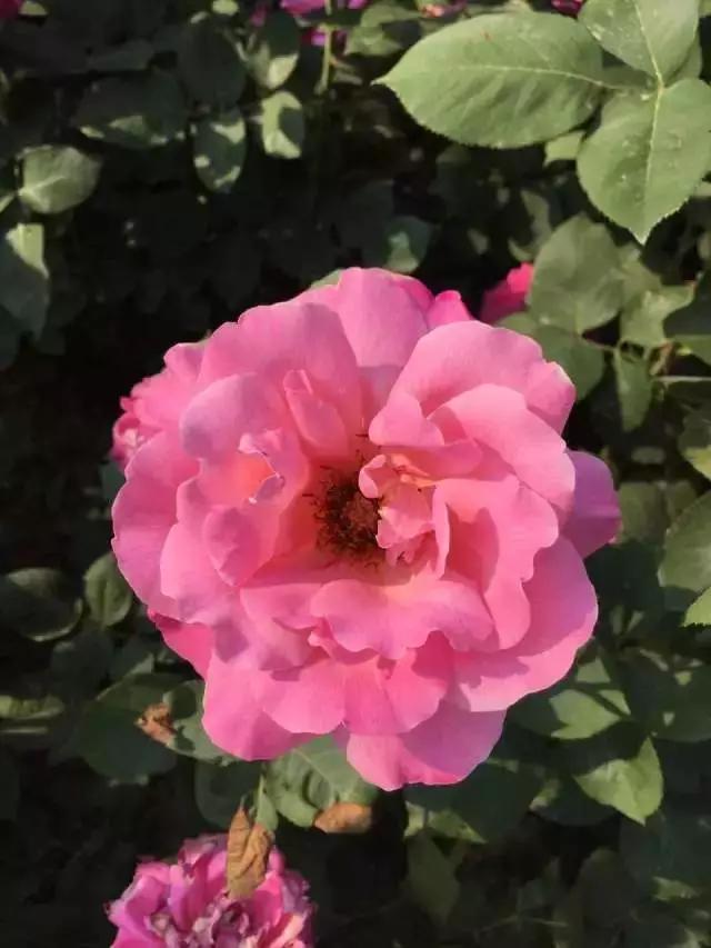 玫瑰月季和月季有区别吗,玫瑰月季如何区别品种图解