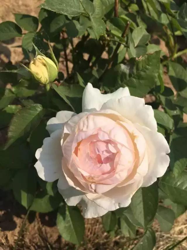 玫瑰月季和月季有区别吗,玫瑰月季如何区别品种图解