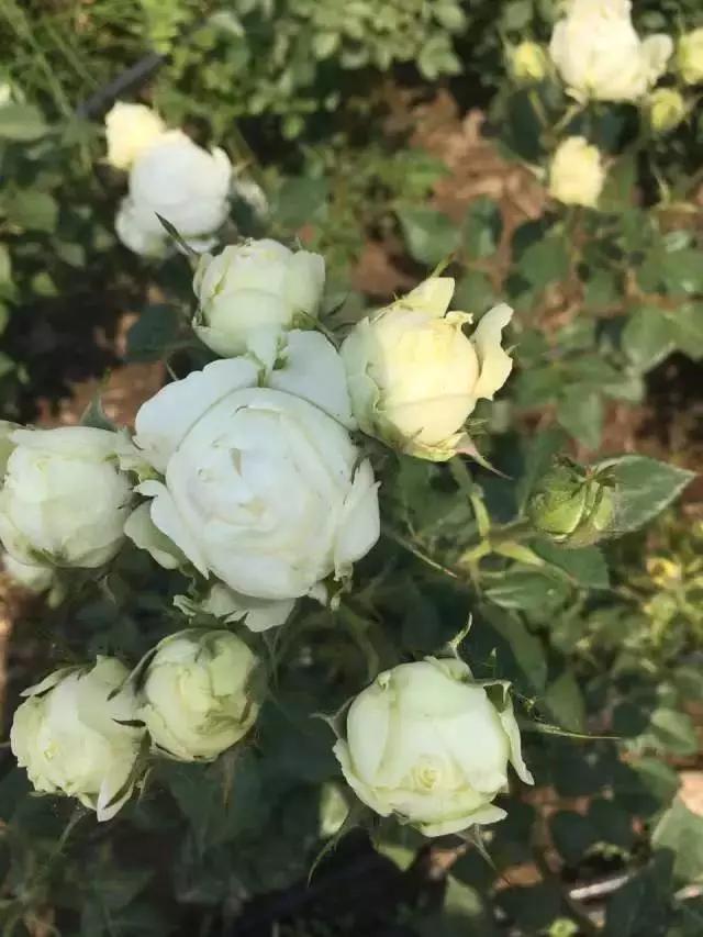 玫瑰月季和月季有区别吗,玫瑰月季如何区别品种图解