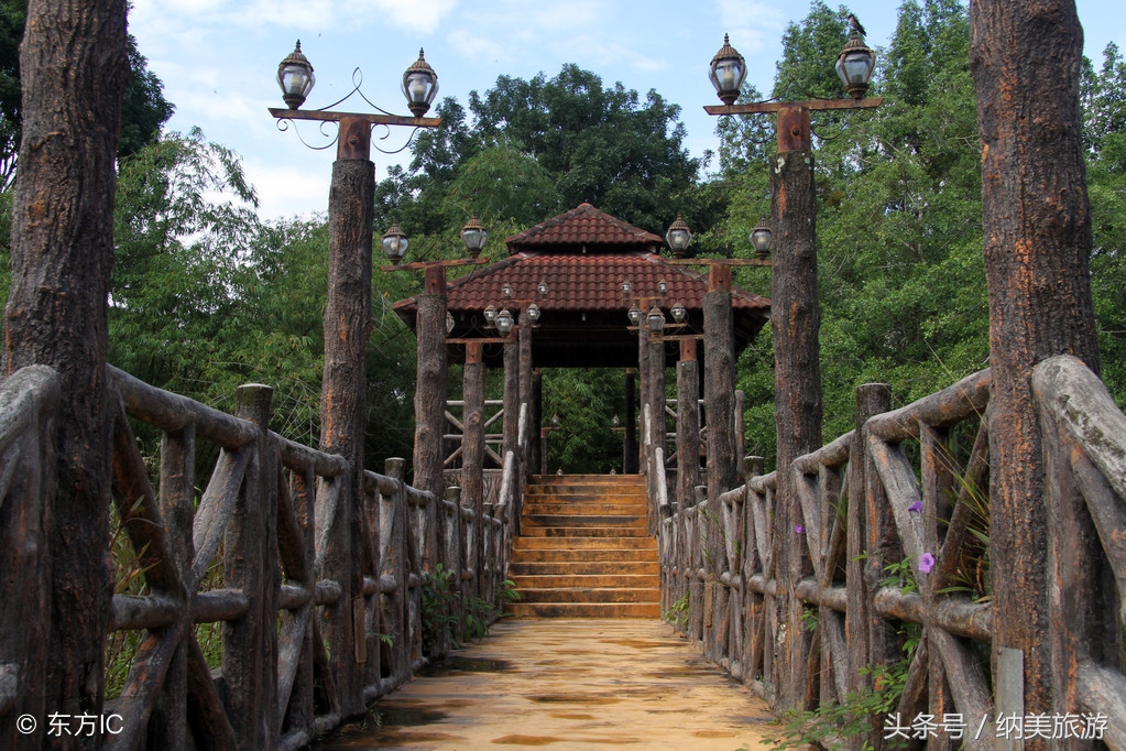 盛开在马来西亚的九重葛——怡保