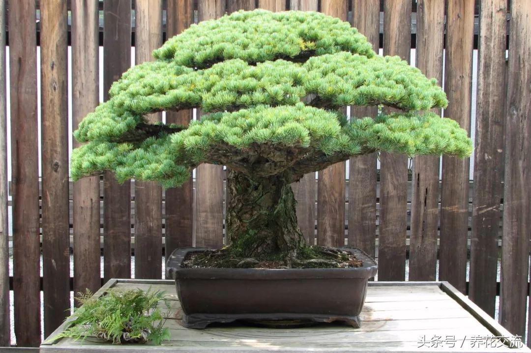 室内室外养多肉有什么区别,室内养植物好还是不养植物好