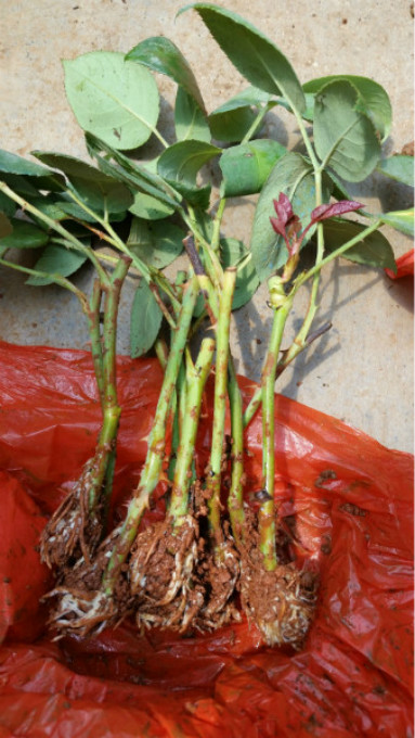 花卉扦插的正确方法,花卉扦插方法及技术