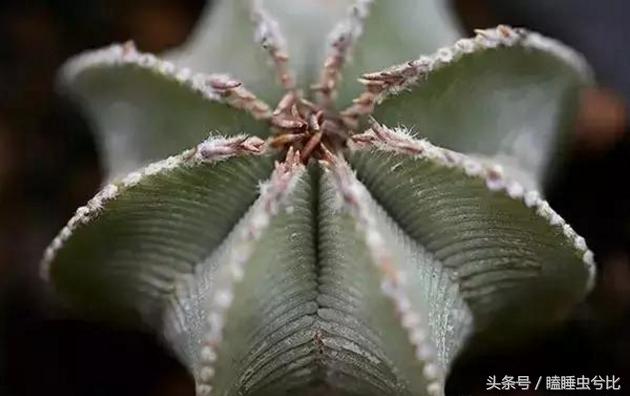 多肉植物白色汁液有毒,紫珍珠多肉植物有毒吗能吃吗