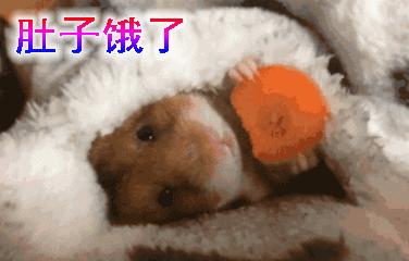 你过来一下仓鼠表情包,仓鼠表情包整套叫什么