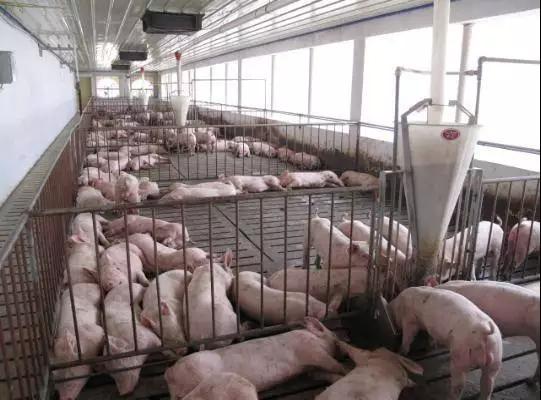 养殖猪伪狂犬该如何预防,猪伪狂犬用什么药治疗