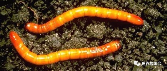 茶园里的害虫和益虫,茶园常见的两种害虫