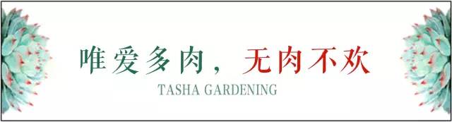 这工资还不够买一颗肉的……