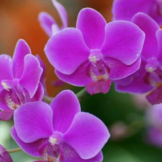 如何消除花肥的异味,无异味花肥