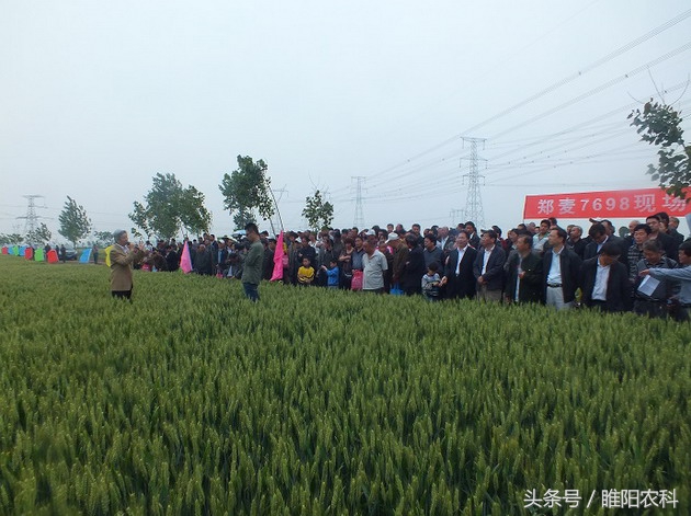 秦鑫271小麦品种介绍,小麦高产品种排名前十名