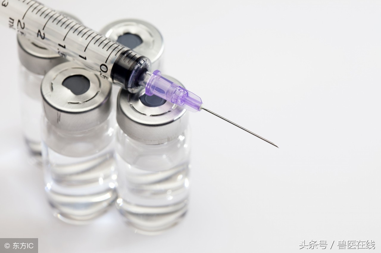 猪场返情母猪增多,母猪十九天返情的原因