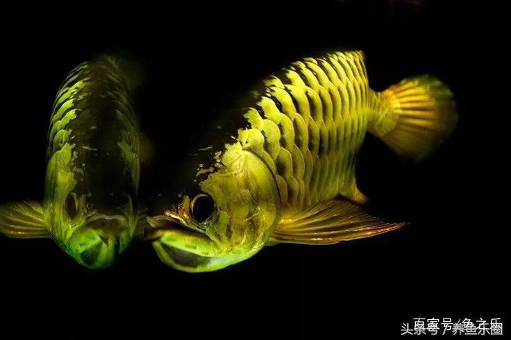 龙鱼养鱼技巧,龙鱼养殖攻略