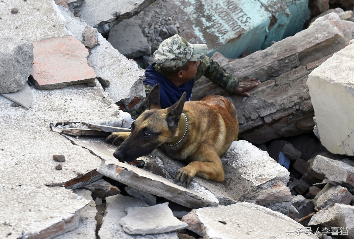 搜救犬英勇牺牲致敬忠诚战士,盘点那些搜救犬救人的感人瞬间