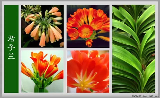 最全花品种,史上最简单的十种花