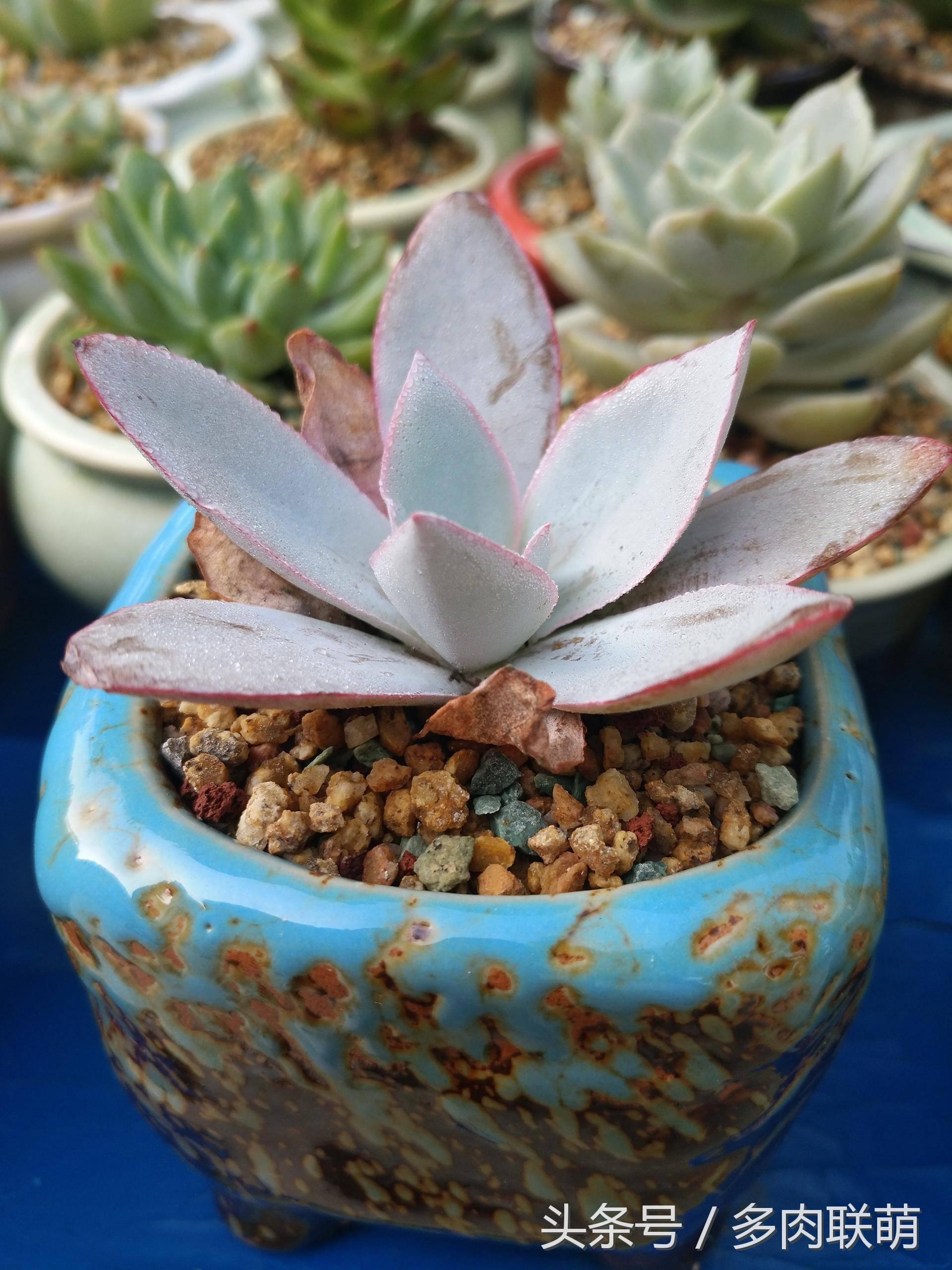 满园春色留不住下一句,满园春色留不住来自哪首古诗