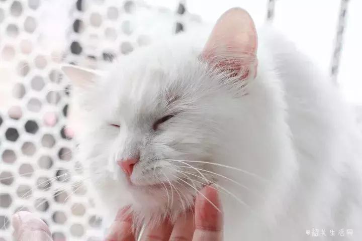 喂！妖妖灵吗？韶关这条巷子内有人聚众吸猫！已经有人沦陷了……