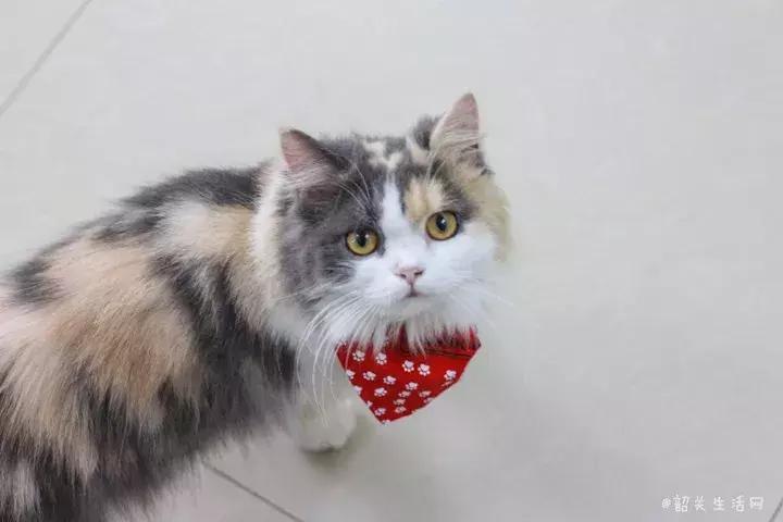 喂！妖妖灵吗？韶关这条巷子内有人聚众吸猫！已经有人沦陷了……