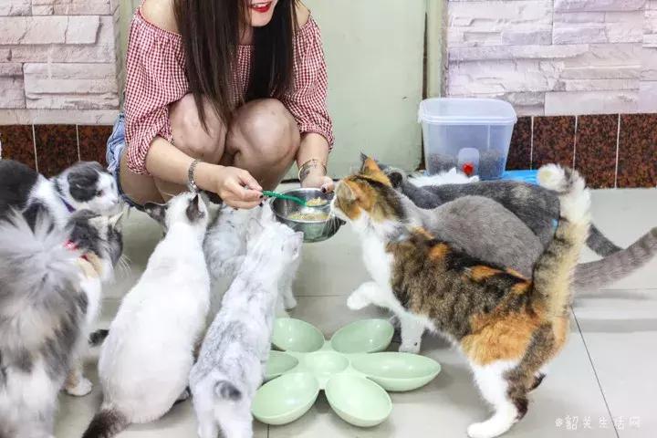 共享吸猫啦！藏身市区小巷内的这家撸猫馆，开门那刻，心就融化了