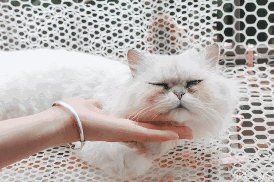 喂！妖妖灵吗？韶关这条巷子内有人聚众吸猫！已经有人沦陷了……