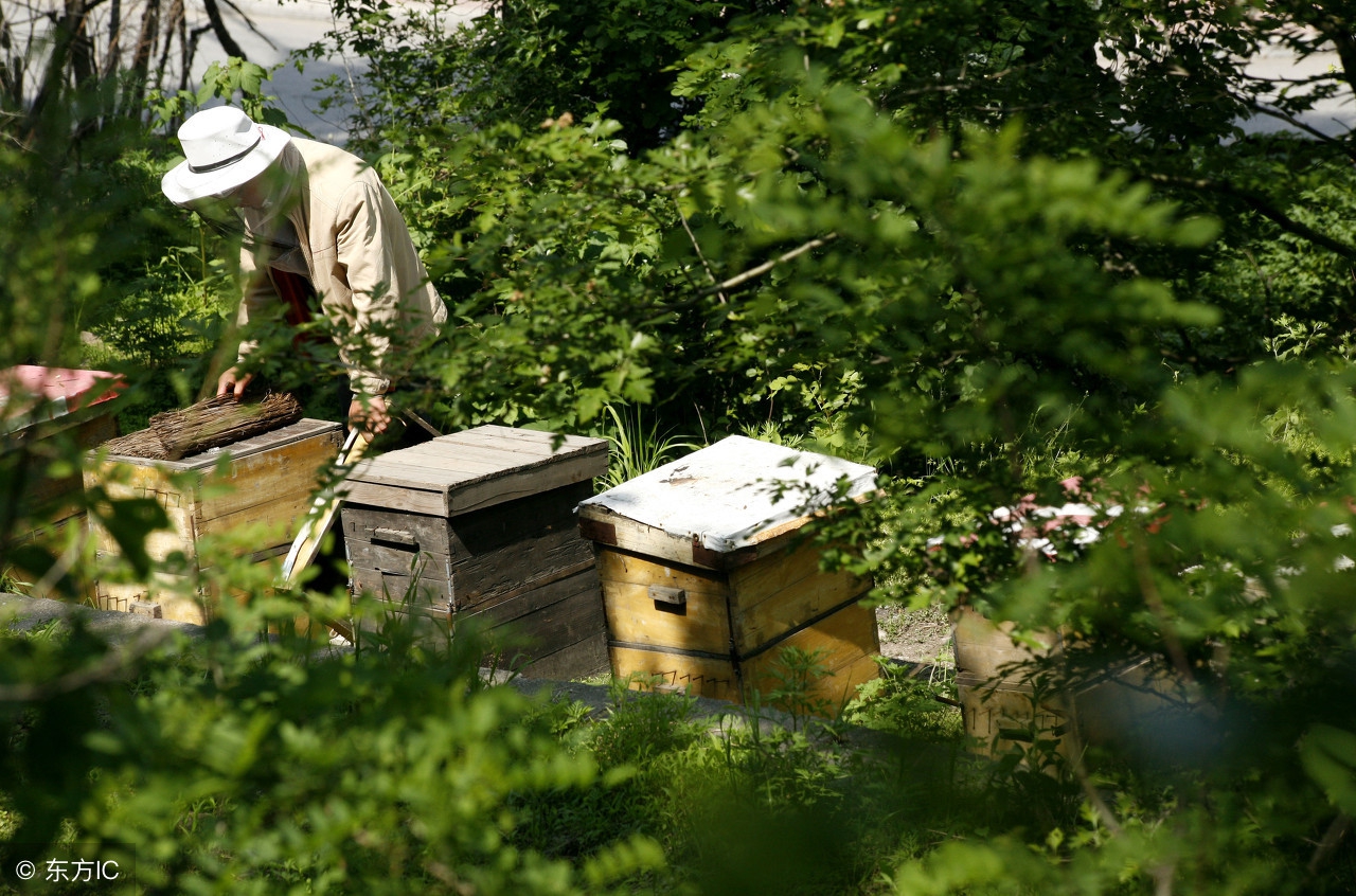 意蜂用升华硫最安全的治螨方法,意蜂越冬治螨最低温度要多少度