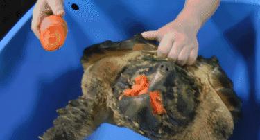 杭州男子钓10斤重鱼,浙江杭州男子钓到近70斤重大鱼